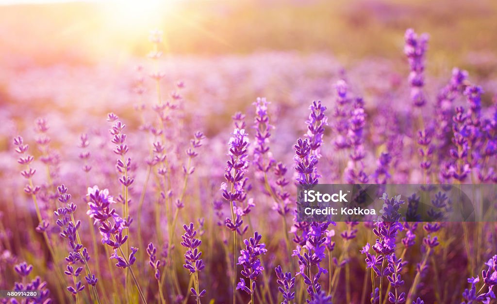 Sunset over a lavender field Sunset over a violet lavender field in Provence, France 2015 Stock Photo