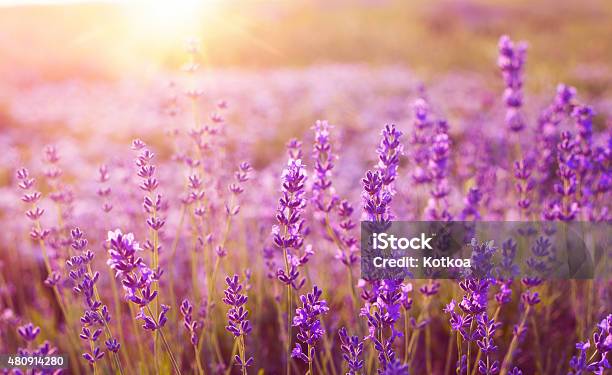 Sunset Over A Lavender Field Stock Photo - Download Image Now - 2015, Abstract, Agricultural Field