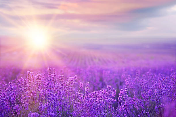 pôr do sol sobre o campo de lavanda - lavender field - fotografias e filmes do acervo