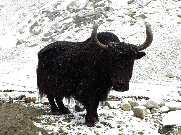 istock Black yak on a snowy day 480914542