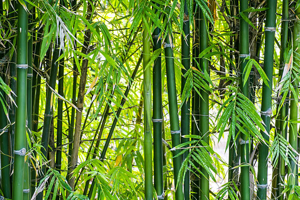foresta di bambù di sfondo - tropical rainforest forest green abstract foto e immagini stock