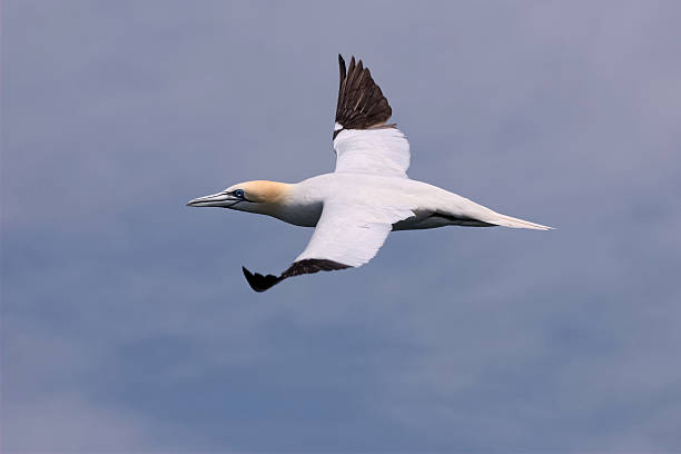 Northern Gannet in Flight 2 stock photo