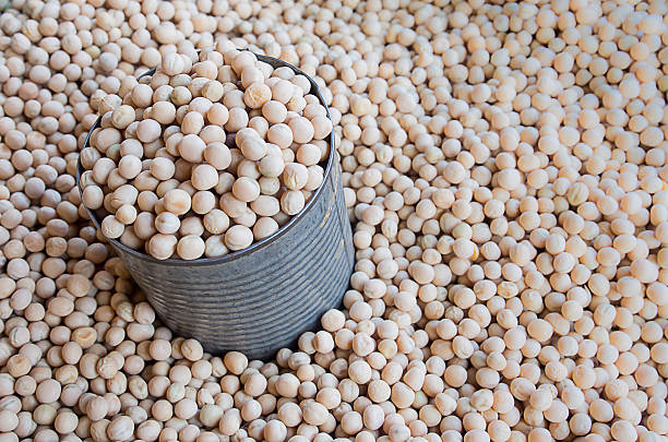 istock Gold soybeans in dirty can on soybeans background. 480915334