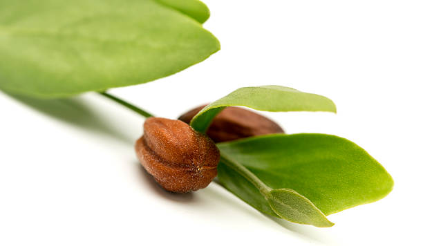 istock Jojoba leaves, flower and seeds 480916014
