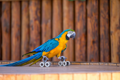 Parrot is driving on wheels