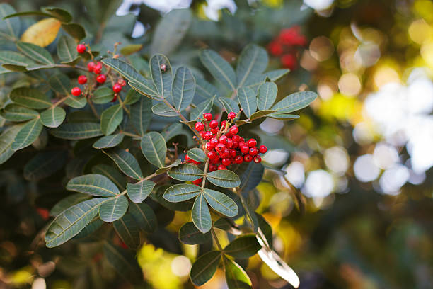 brasiliano aroeira, pepe, peperoncino, christmasberry albero rosa - pink peppercorn foto e immagini stock