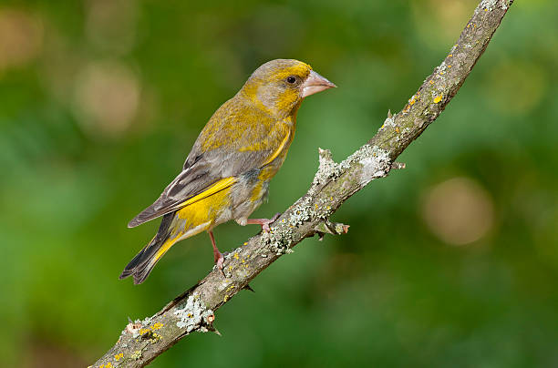 istock European greenfinch (Chloris chloris) 480916720