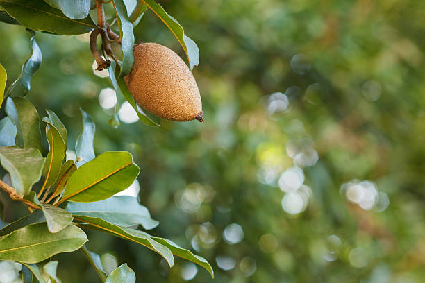 früchte manilkara zapota, sapodilla tree - zapota tree stock-fotos und bilder