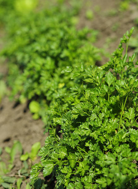 istock Parsley growing in the vegetable garden in spring 480916966