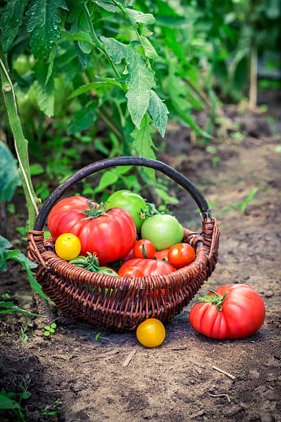istock Healthy tomatoes in wicker basket 480917050