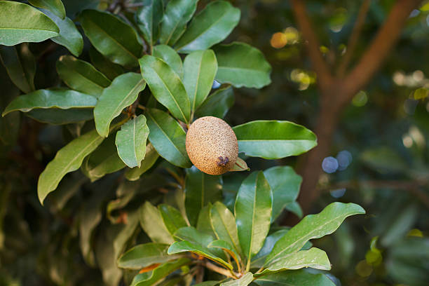 früchte manilkara zapota, sapodilla tree - zapota tree stock-fotos und bilder