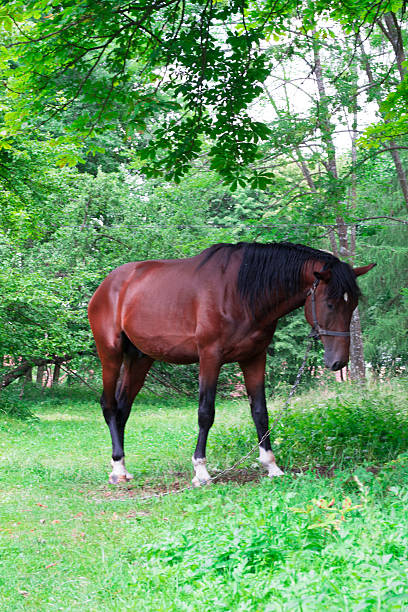 istock Brown horse in a garden 480920054