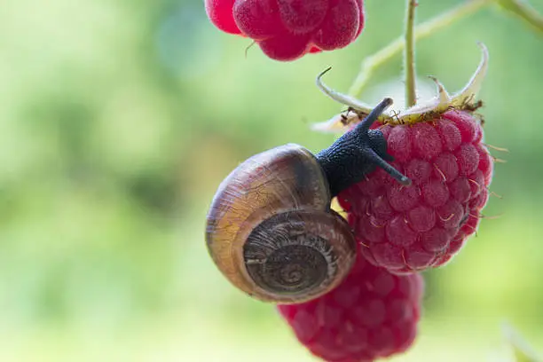 Snail on a raspberry-bush