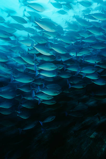 istock Raja Ampat, Indonesia, Pacific Ocean, School of elongate surgeonfish 480920367