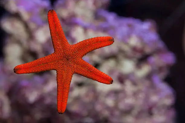Photo of Red Fromia Starfish sticking to aquarium glass