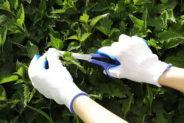Hands in textile gloves cutting the green nettle with sissors in the vegetable garden in spring
