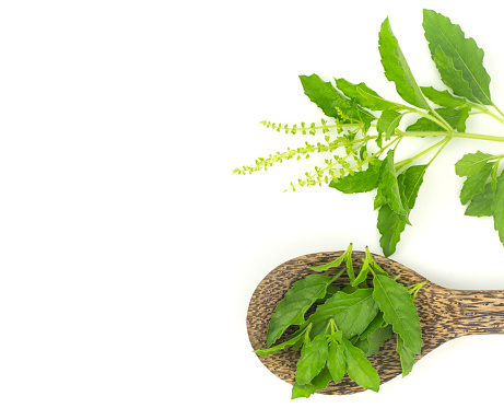 Fresh holy basil leaves  - herb on white background