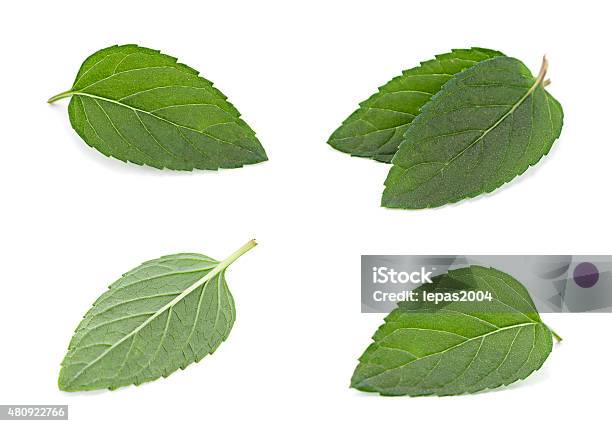 Peppermint Leaf Colseup On White Stock Photo - Download Image Now - 2015, Close-up, Color Image