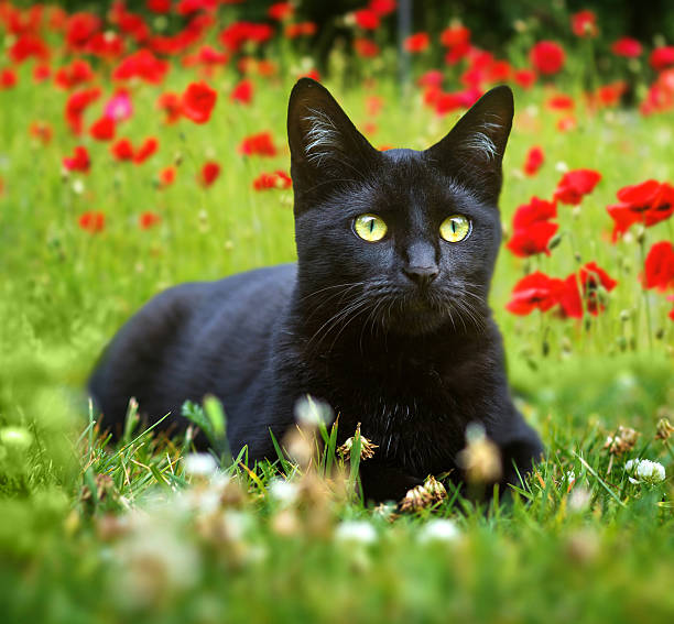 cute little black kitten lying in the grass