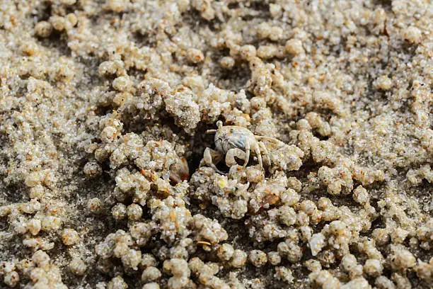 Ghost crab on the sand.