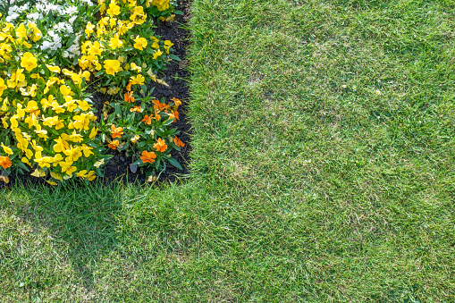 Corner of flower bed with orange, yellow & white flowers surrounded by green lawn