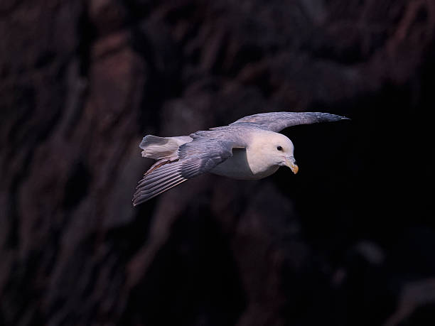 Northern Fulmar in flight over Skokholm Island cliffs 3 stock photo