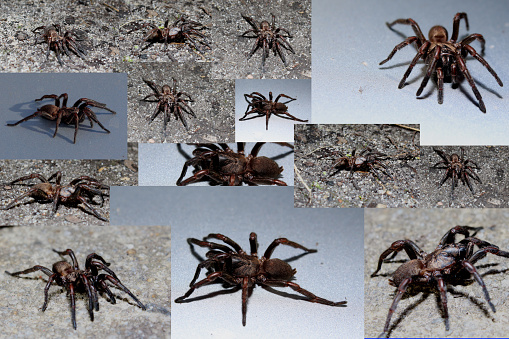 Spider eating spider on dried brown leaf - animal behavior.