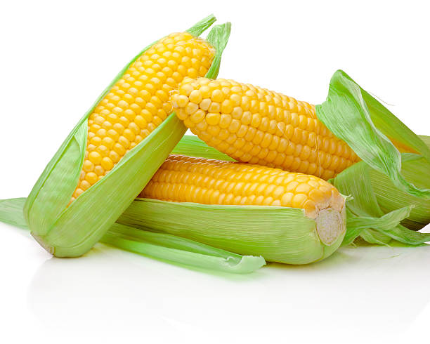 três espiga de milho isolado em fundo branco - agriculture close up corn corn on the cob imagens e fotografias de stock