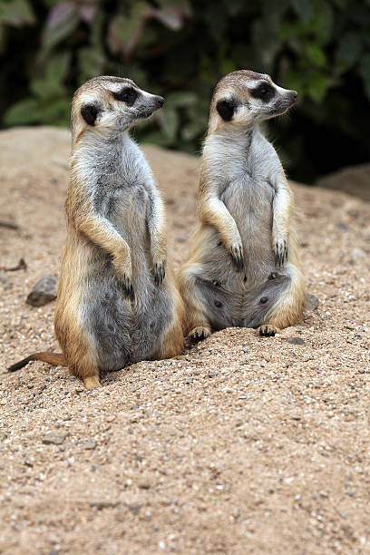 istock Meerkat (Suricata suricatta), also known as the suricate. 480924462