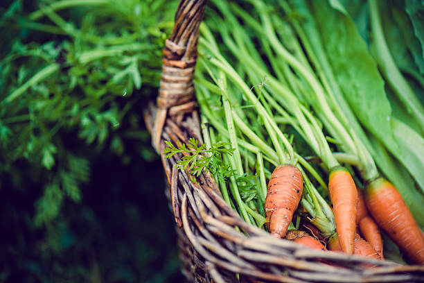 istock Carrots in the Basket 480926525