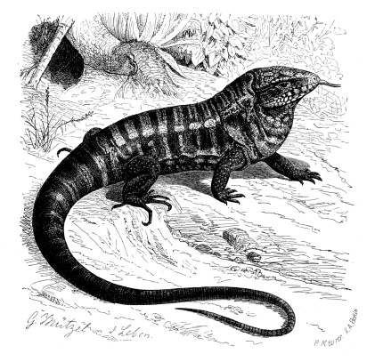 Antique illustration of Tupinambis teguixin (Gold tegu)