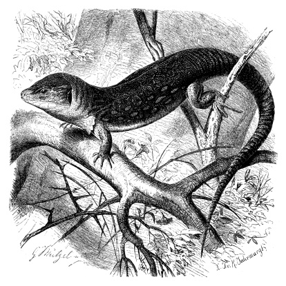 Antique illustration of ocellated lizard (Timon lepidus)