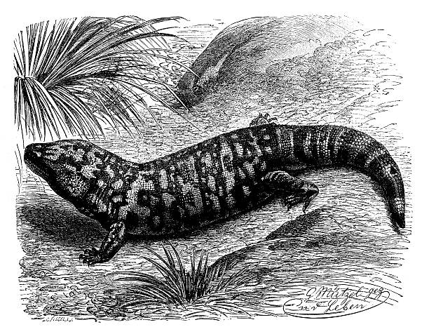 vintage illustration von perlenbesetzten lizard (heloderma horridum) - heloderma horridum stock-grafiken, -clipart, -cartoons und -symbole