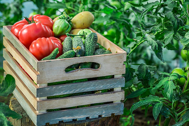 istock Healthy vegetables to groceries 480926706