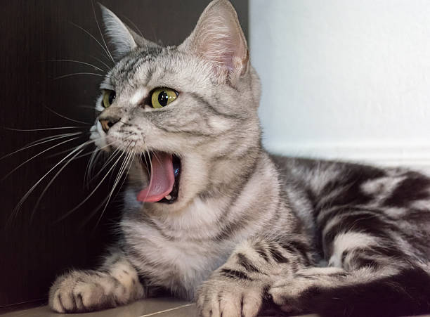 istock American shorthair cat 480926752