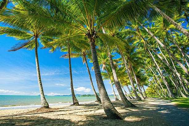 palmen am strand von palm cove - bay stock-fotos und bilder