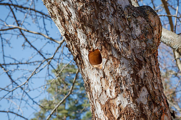 istock Woodpecker nest in apple tree 480927192