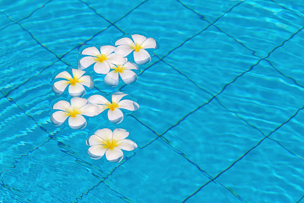 istock Frangipani flowers in the swimming pool 480928057