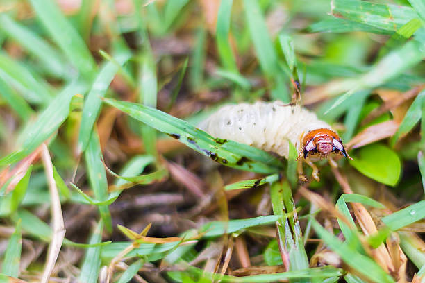 istock White grub of cockchafer on green grass 480928248