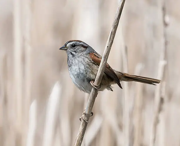 Photo of Swamp Sparrow