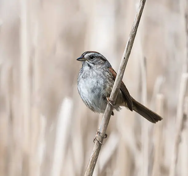 Photo of Swamp Sparrow