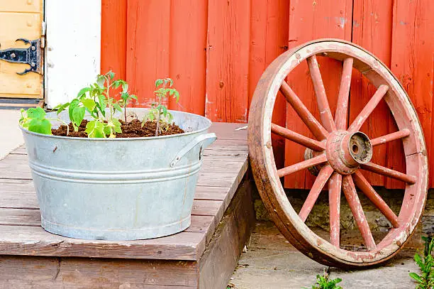 Photo of Wheel and plants