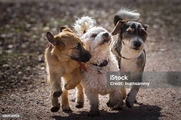 Fourlegged Musketeers Stock Photo - Download Image Now - Dog, Playful, Togetherness