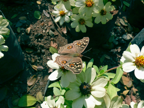 Lemon Pansy butterfly