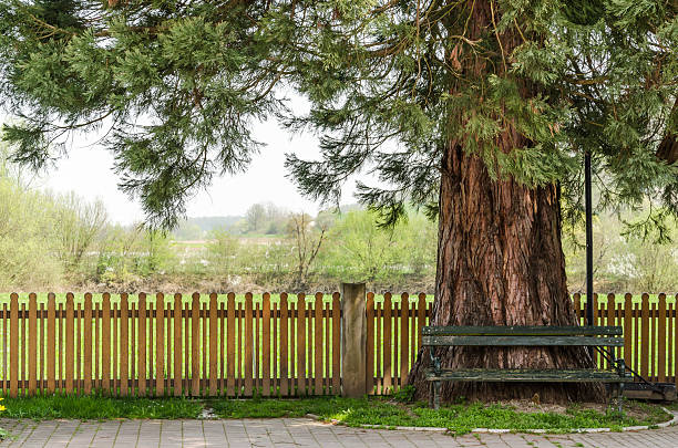 Bench in shade stock photo