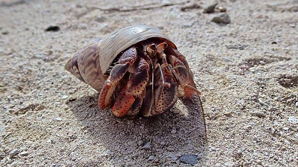 Hermit crab stock photo