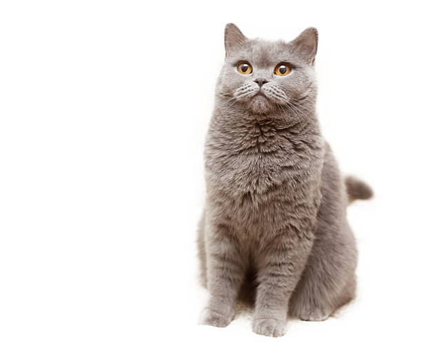 istock portrait of a beautiful British cat 480929621