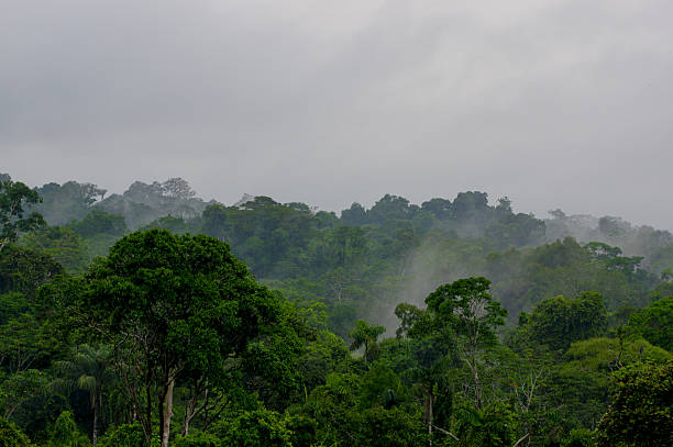 istock morning fog in dense tropical rainforest, Yasuni, Ecuador 480930197
