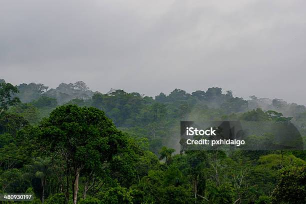 Morning Fog In Dense Tropical Rainforest Yasuni Ecuador Stock Photo - Download Image Now