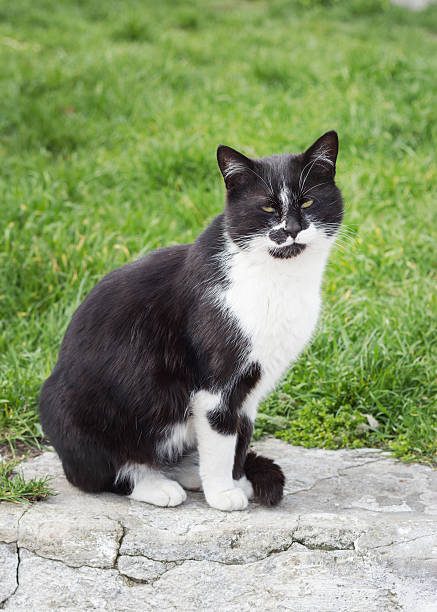 istock Black and white cat on a background of green grass 480931258